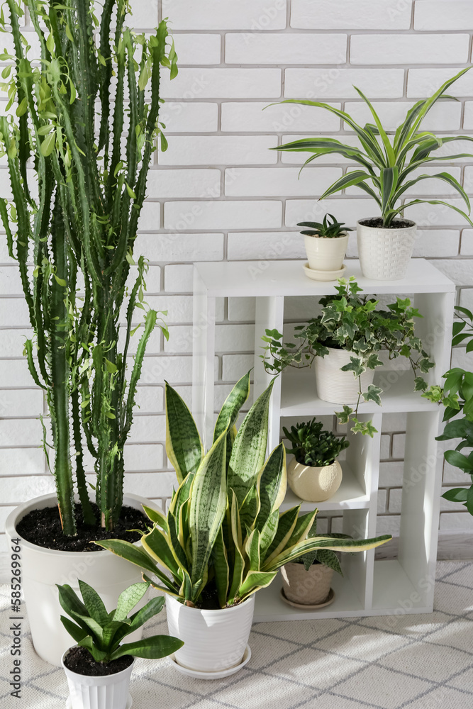 Shelving unit with green houseplants near white brick wall in room