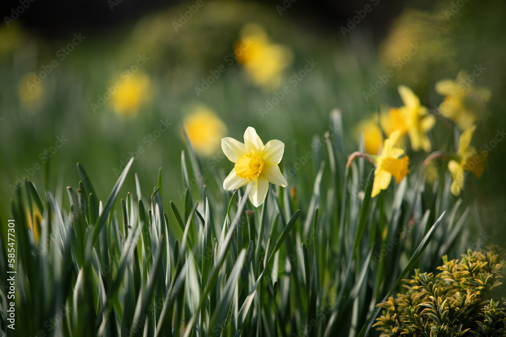 Narcissus, yellow flower on a blurred green background.