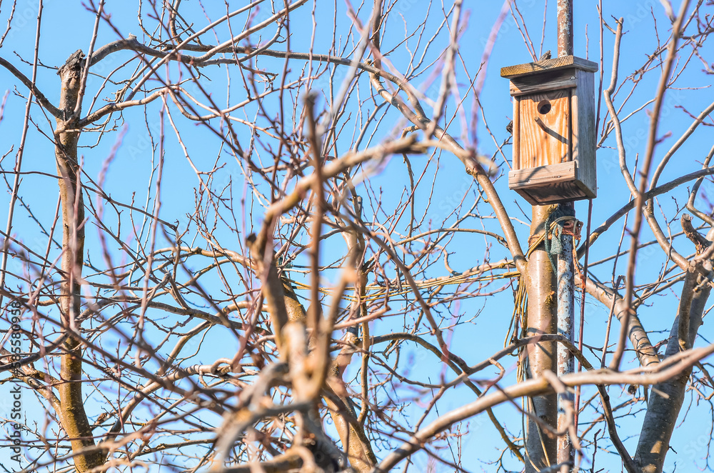 View of trees with wooden bird house