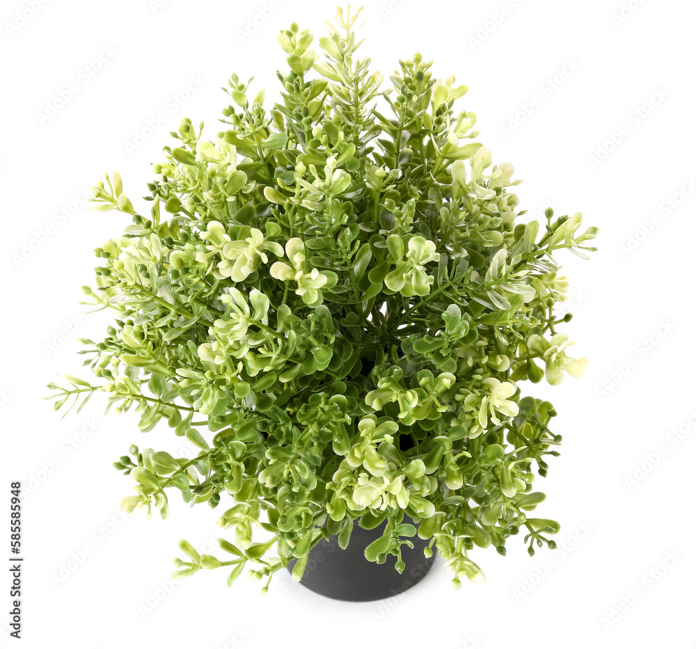 Artificial houseplant on white background