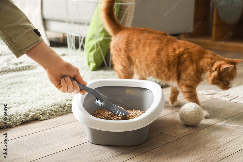 Owner cleaning cat litter box at home