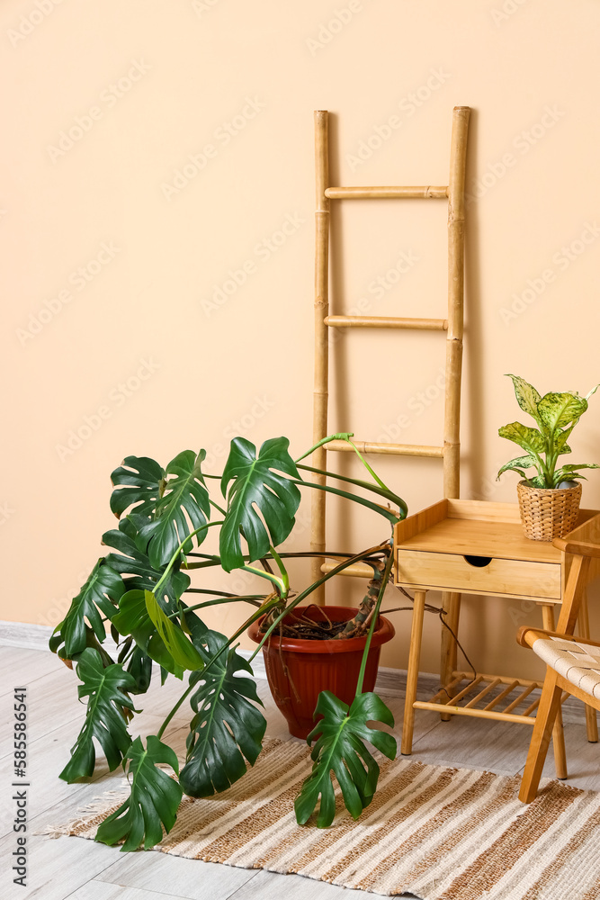 Interior with wooden furniture and tropical houseplants