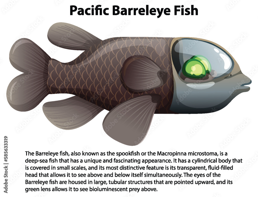 Pacific Barreleye Fish with Informative Text