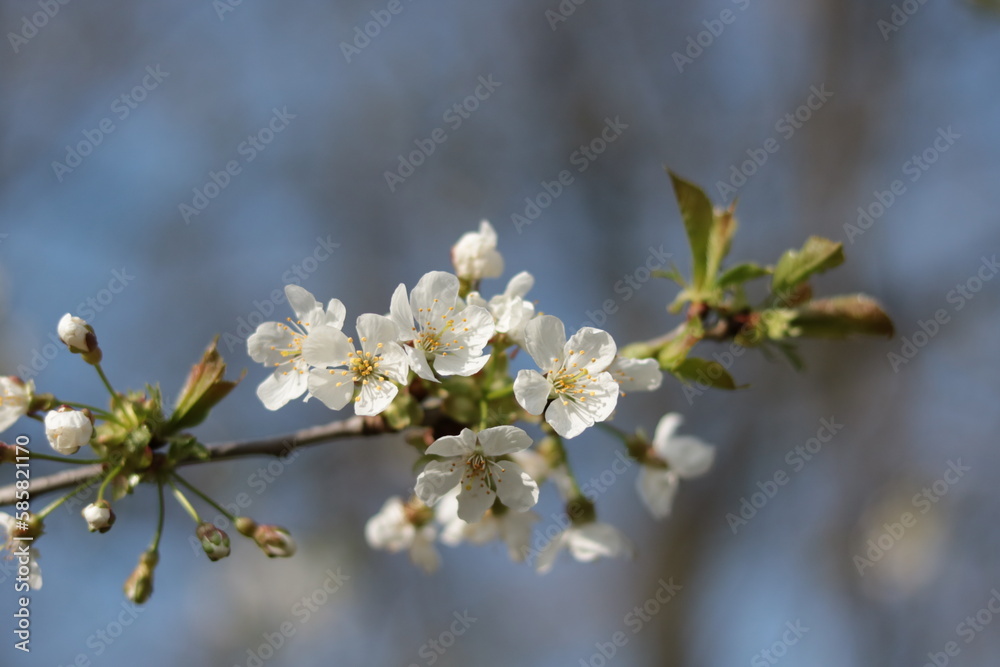 Frühlingsblüten am Baum