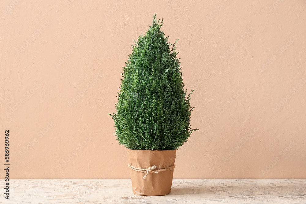 Artificial plant on table near beige wall