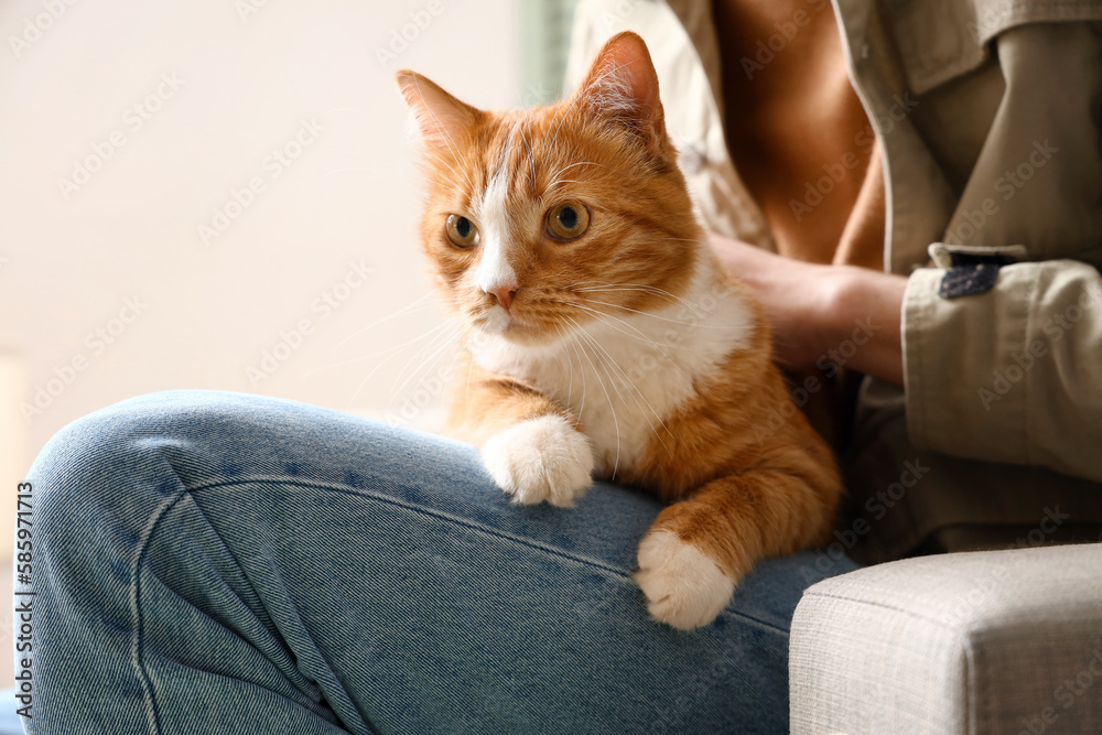 Funny red cat with owner at home