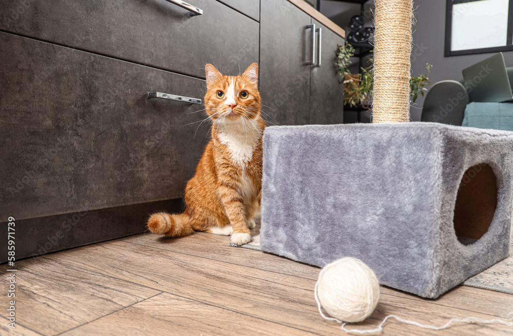 Funny red cat near scratching post at home