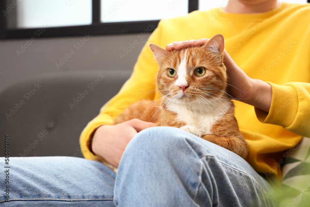 Funny red cat with owner at home