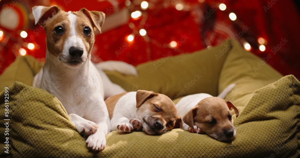 Cute jack russell terrier puppies lying in basket and sleeping with light on red background, their m