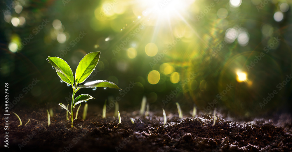 Young Plant In Growing With Water Drop In Green Garden - Sunlight And Flare Effects