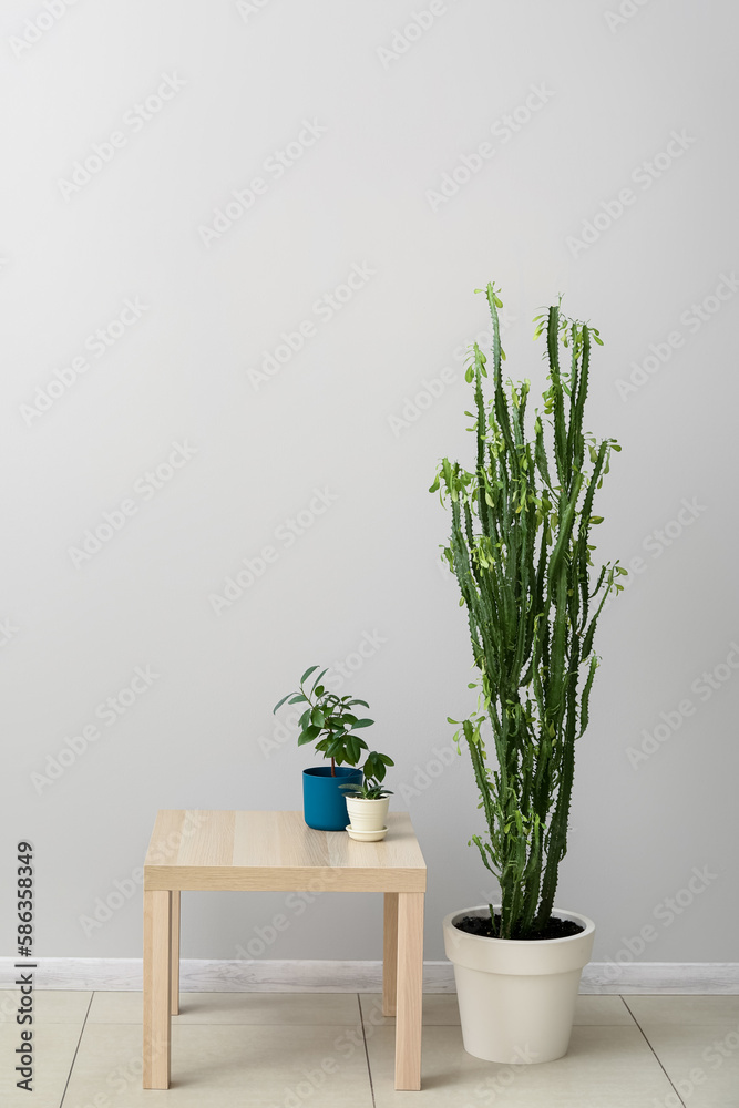 Table with green houseplants near light wall in room