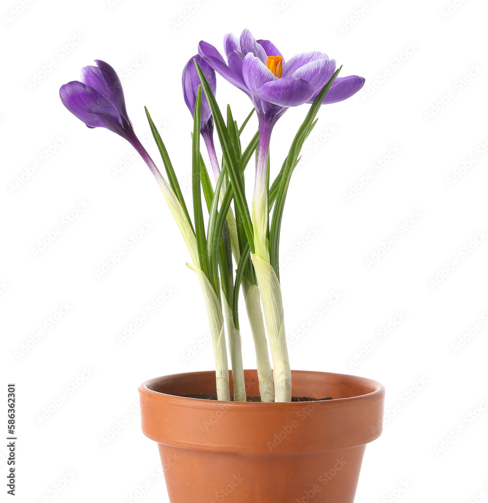 Pot with beautiful crocus flowers isolated on white background