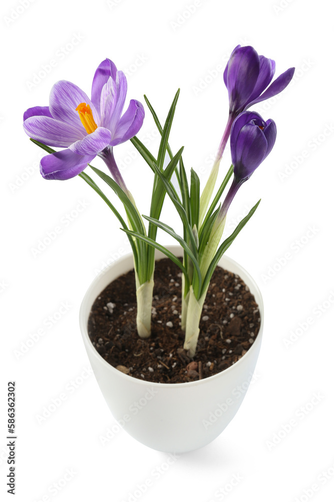 Pot with beautiful crocus flowers isolated on white background