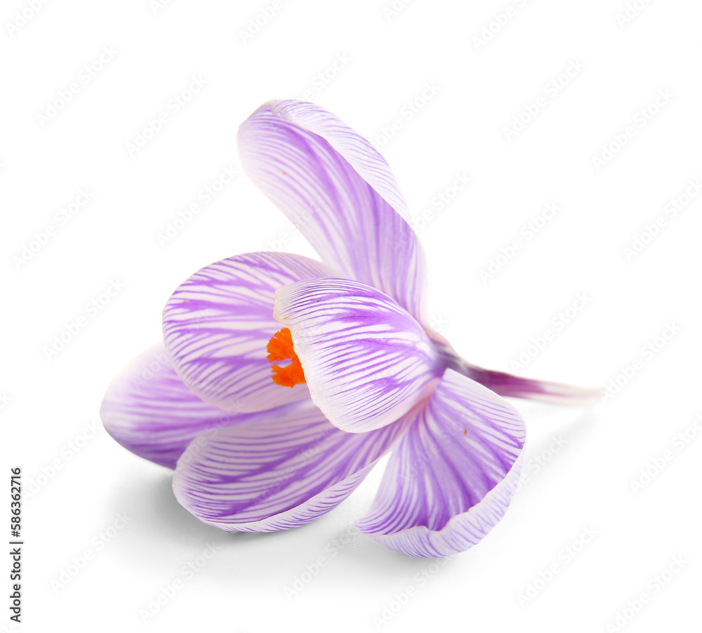 Beautiful Saffron flower isolated on white background