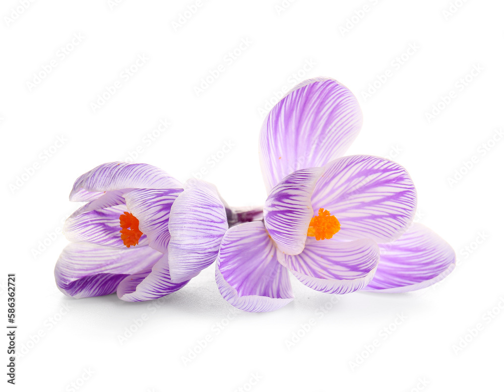 Beautiful Saffron flowers isolated on white background