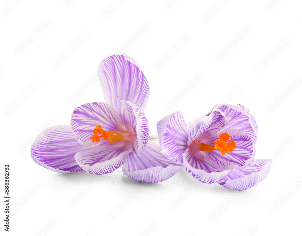 Beautiful Saffron flowers isolated on white background