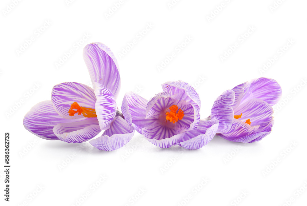 Beautiful Saffron flowers isolated on white background