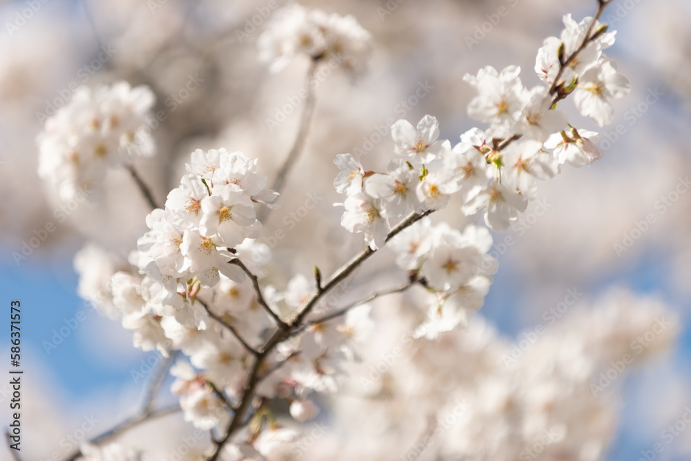 満開の桜