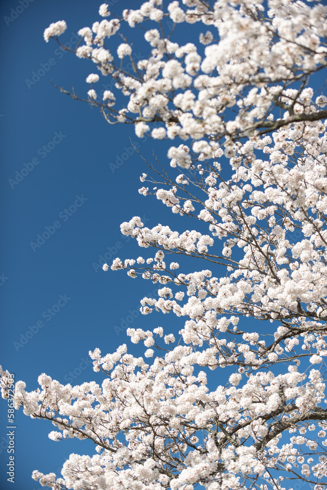 満開の桜