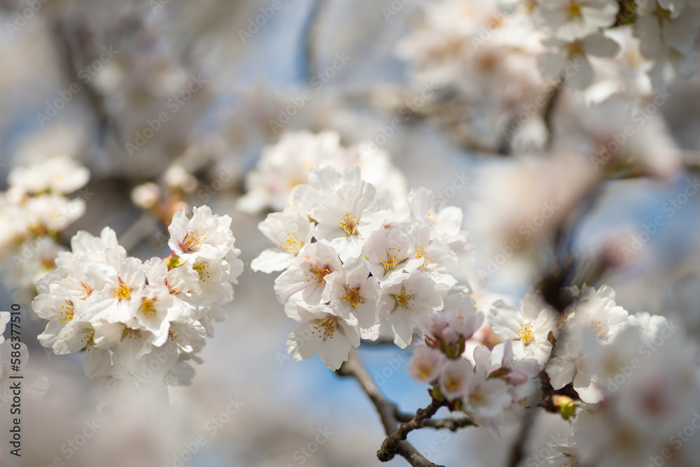 満開の桜