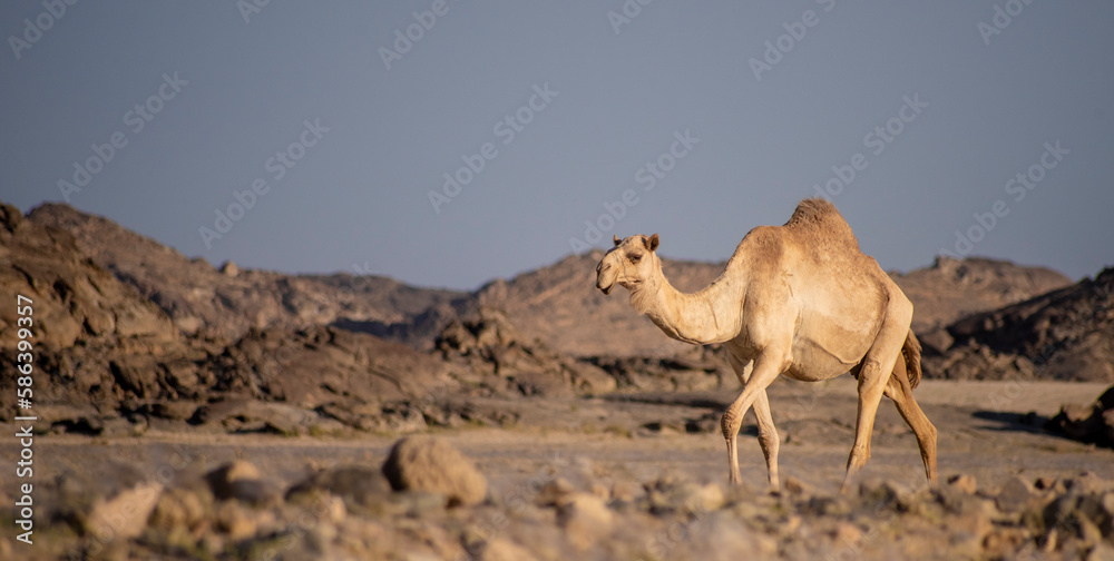 camel in the desert