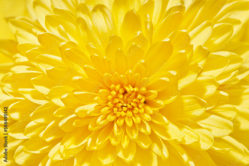 Macro photography of yellow chrysanthemum flower head