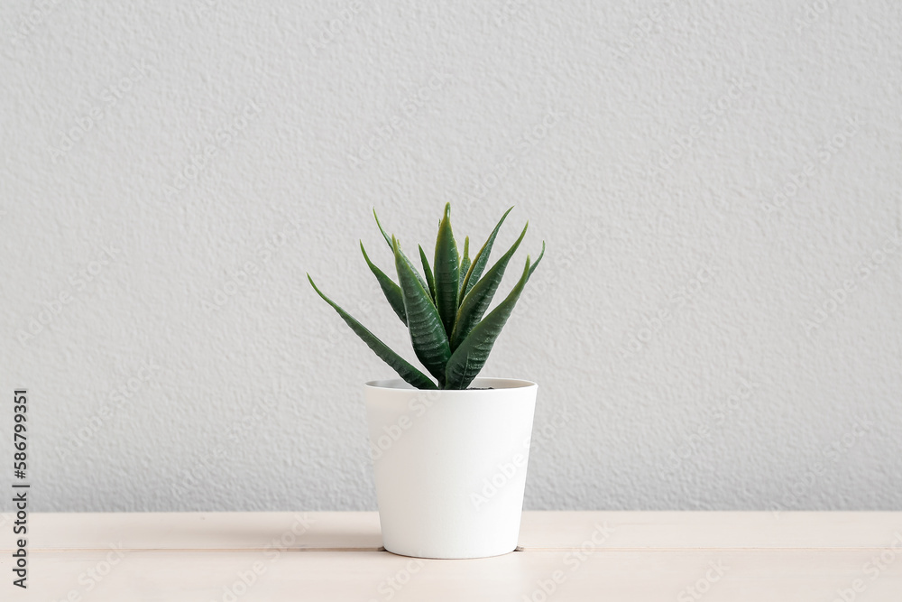 Artificial aloe on table near light wall