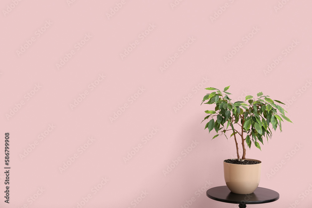 Green houseplant on table near pink wall