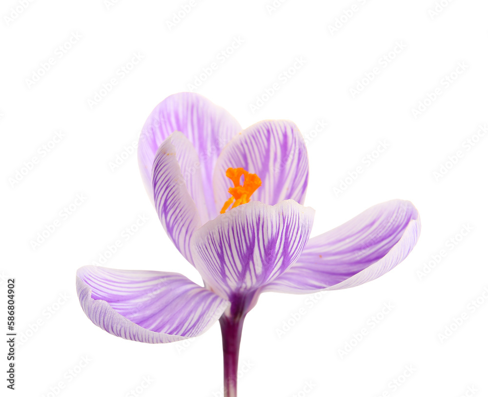 Beautiful Saffron flower isolated on white background, closeup