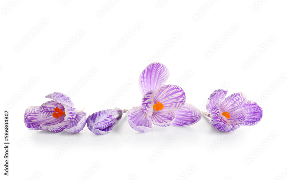 Beautiful Saffron flowers isolated on white background