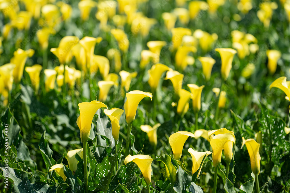 Beautiful yellow calla lily in the garden.