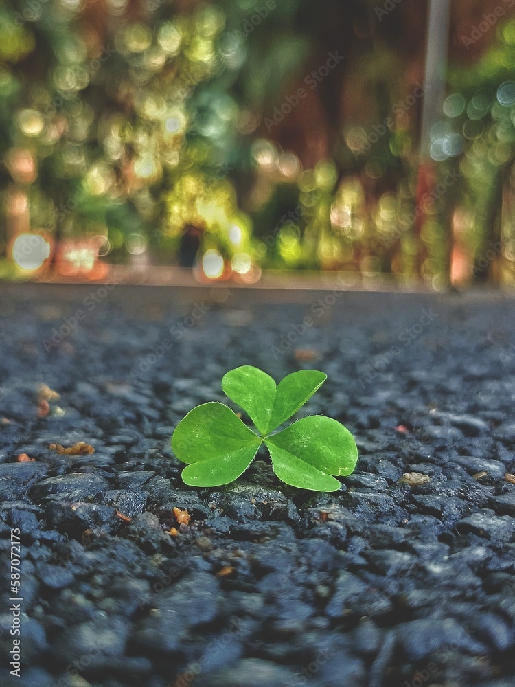 Green leaf 