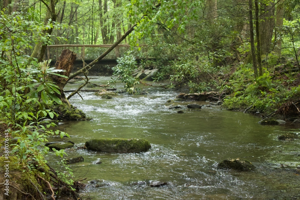 stream in the forest