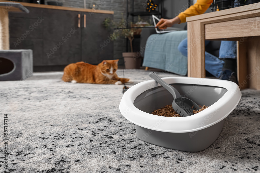 Litter box for cat on floor in room