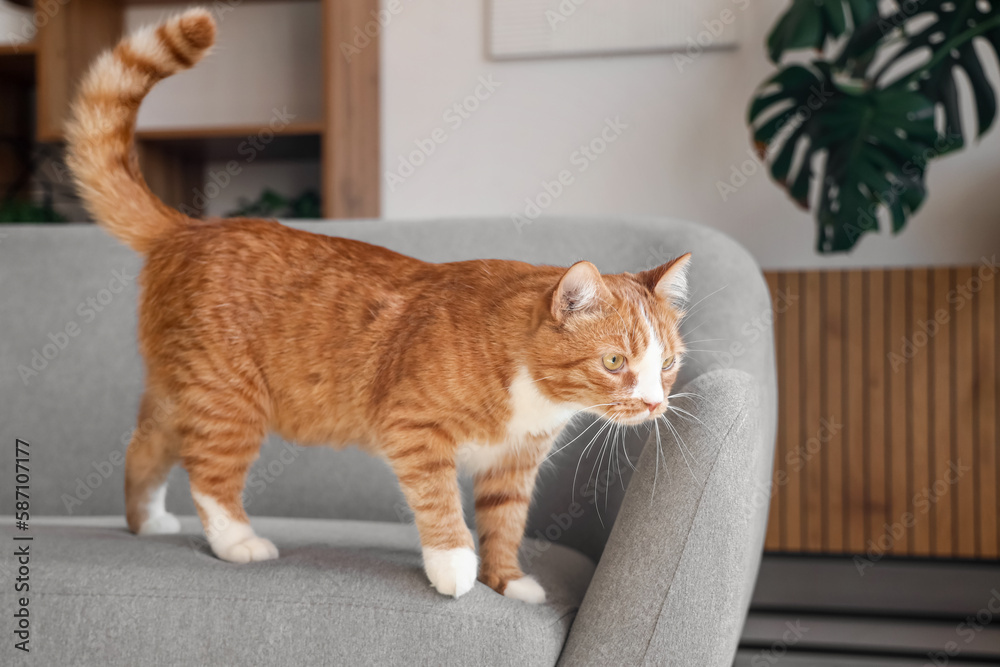 Funny red cat on sofa at home