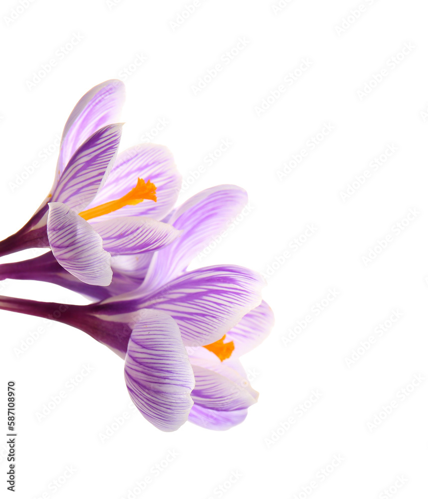 Beautiful Saffron flowers isolated on white background