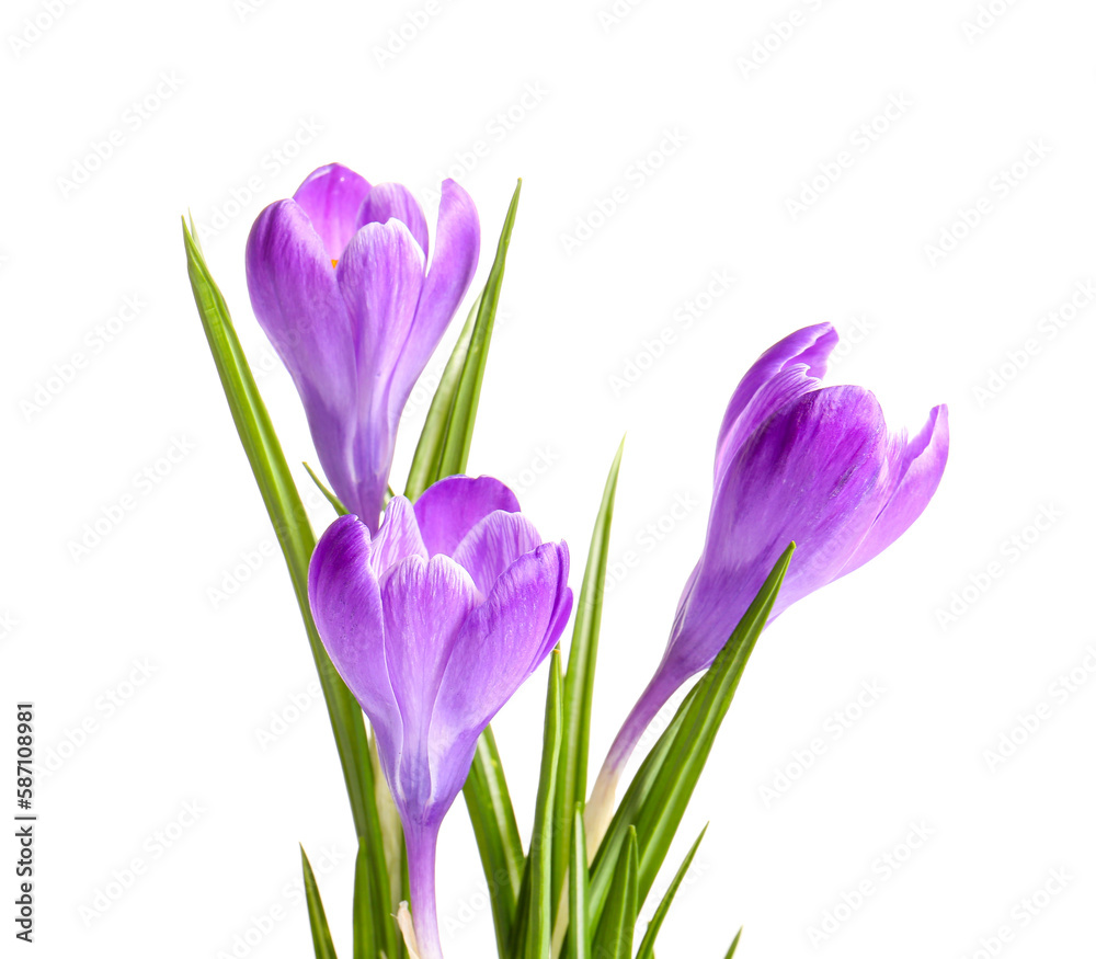 Beautiful Saffron flowers isolated on white background, closeup