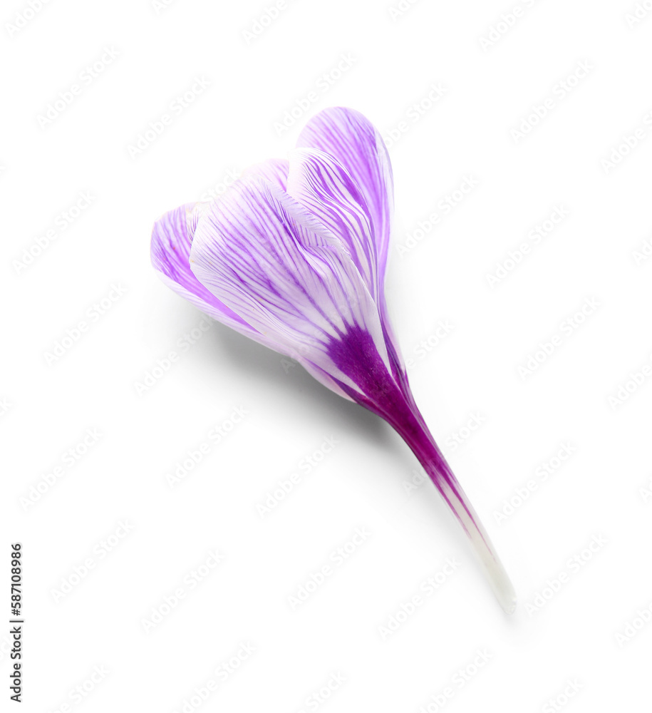 Beautiful Saffron flower isolated on white background