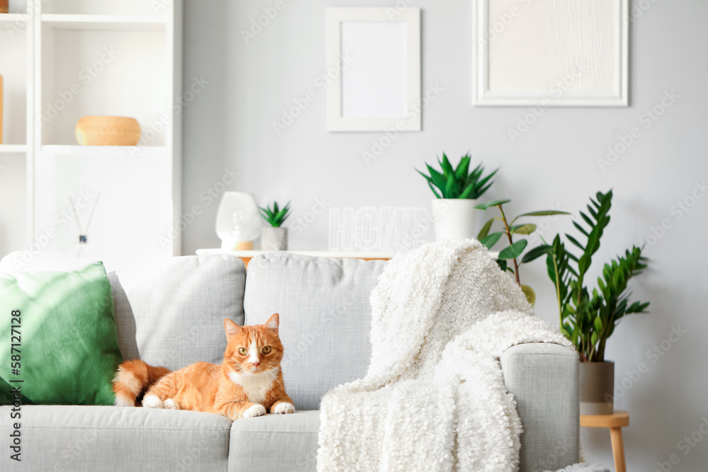 Funny cat lying on grey sofa at home