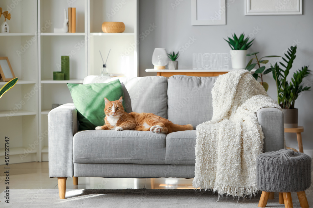 Funny cat lying on grey sofa at home