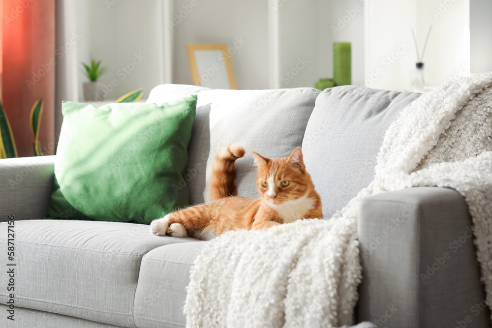 Funny cat lying on grey sofa at home