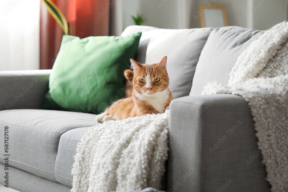 Funny cat lying on grey sofa at home