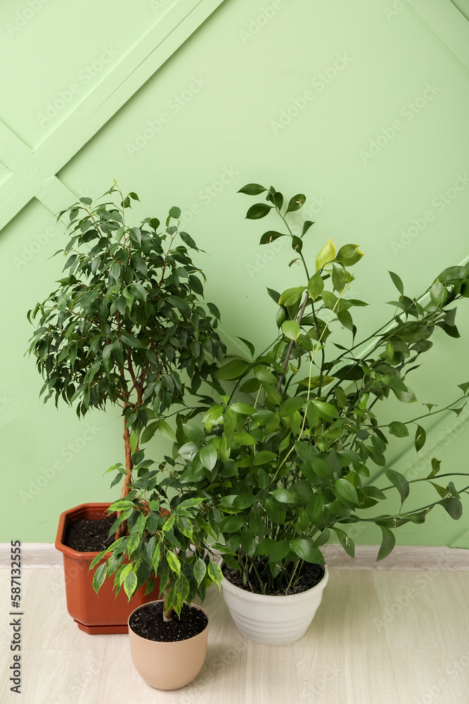 Houseplants near green wall in room