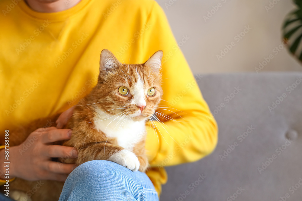 Funny red cat with owner at home