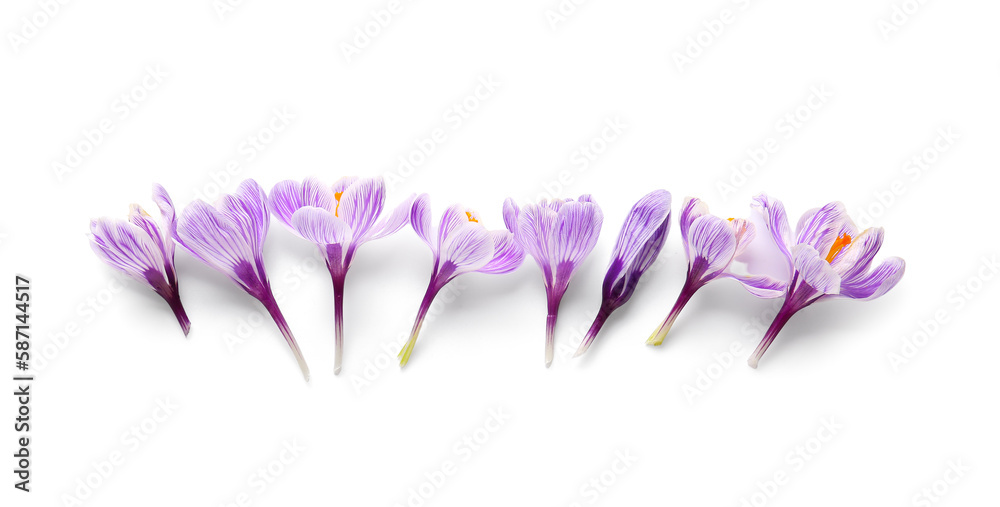 Beautiful Saffron flowers isolated on white background