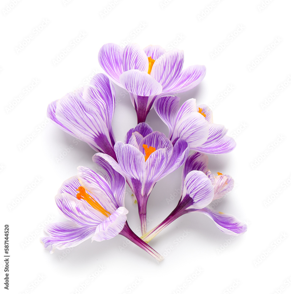 Beautiful Saffron flowers isolated on white background