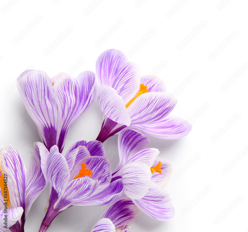 Beautiful Saffron flowers isolated on white background