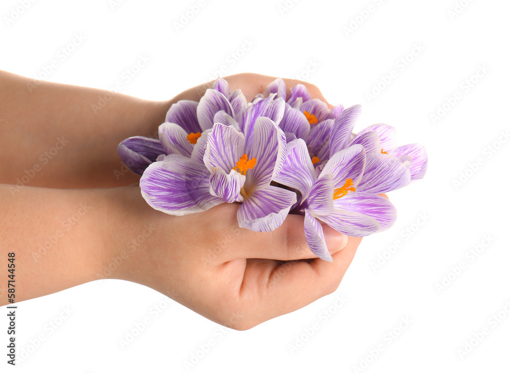 Woman holding beautiful Saffron flowers on white background