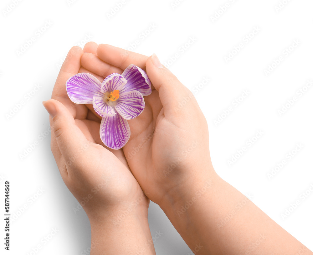 Woman holding beautiful Saffron flower on white background