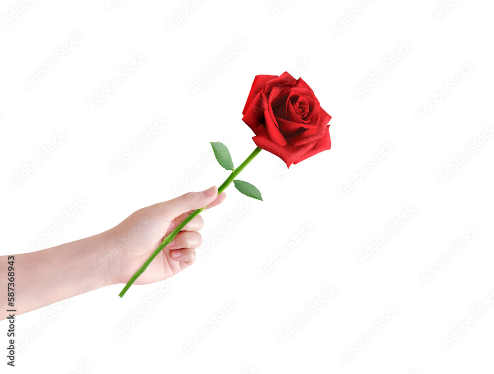 Hand holding a red rose and sending it forward. isolated on white background